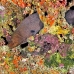 moray_giant_mut_baa_h_0359_mal2057.jpg